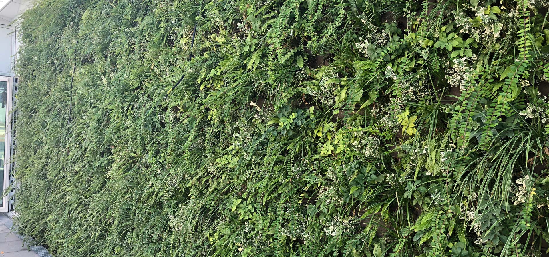 Gartenhof K�sters - Outdoor-Wandbegr�nungen