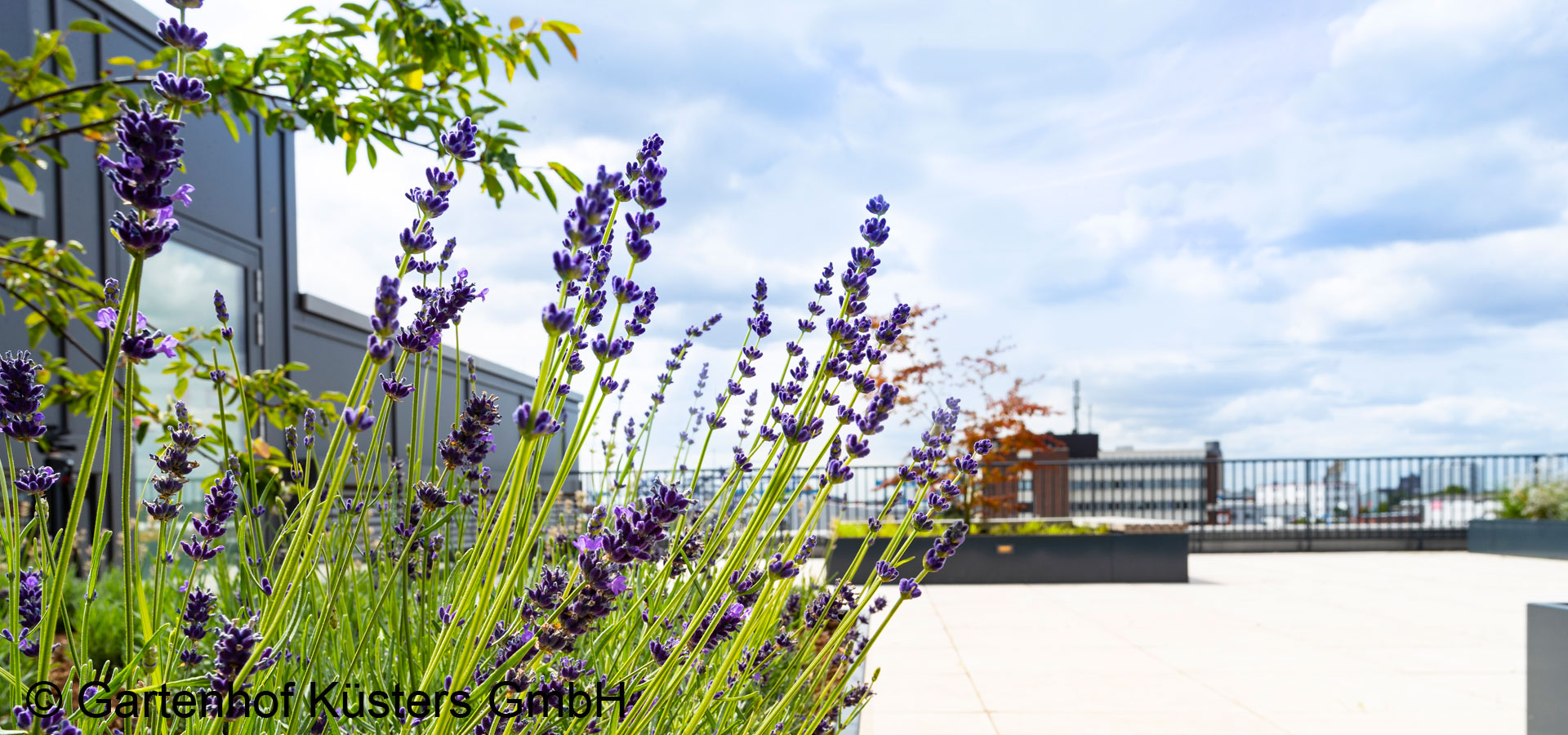 Gartenhof K�sters - Dachbegr�nung K�ln