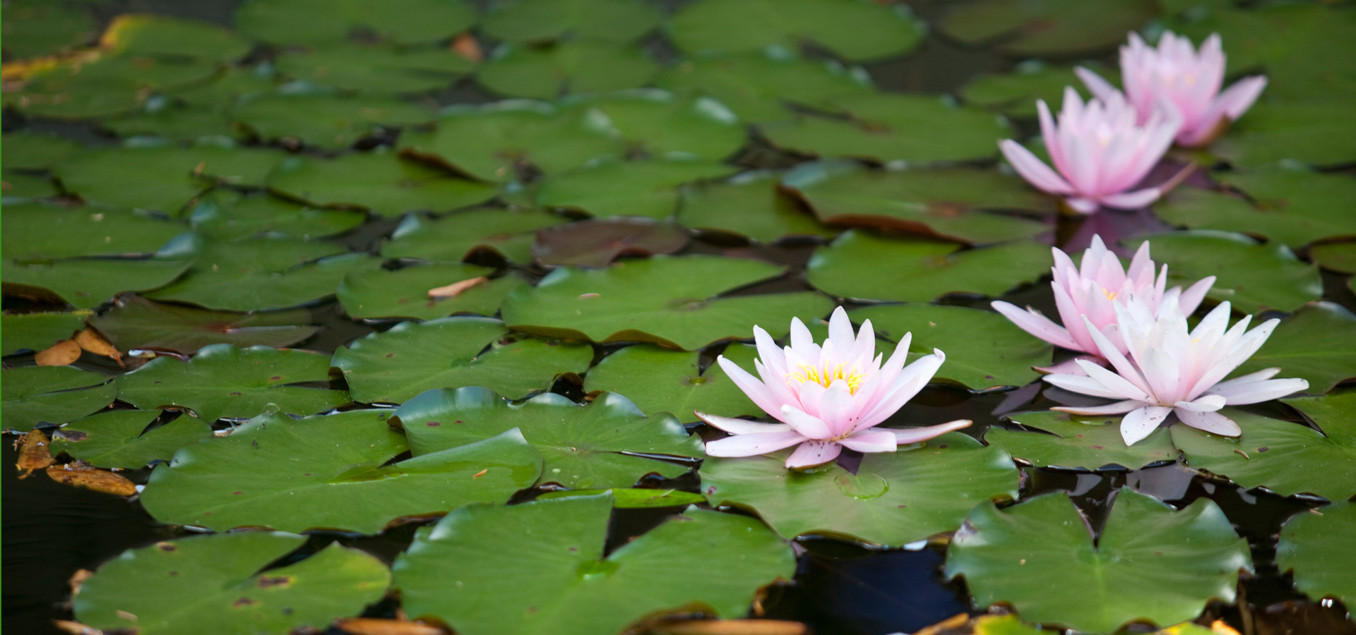 Gartenhof K�sters - Privatgarten Wuppertal